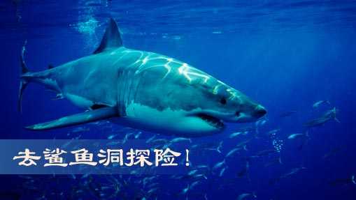 去鲨鱼洞探险